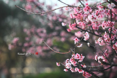 Sakura2017_09.jpg