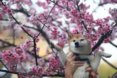 Sakura2017_10.jpg
