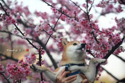 Sakura2017_11.jpg