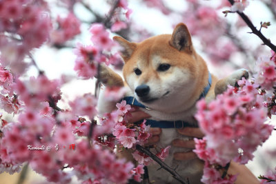 Sakura2017_13.jpg