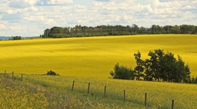 Fields of Gold