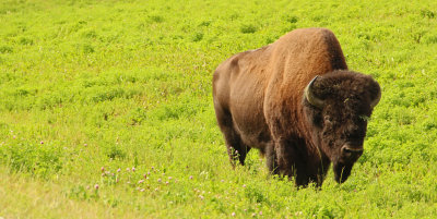 Bison along the Alaska Highway