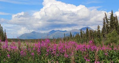Fireweed and Clouds