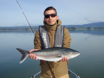 Max Caught this large Kahawai casting Softbait in the Tauranga Harbour