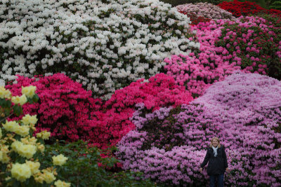 Eileen at Aboretet with all the Rhododendron flowers 1st of June 2013.jpg