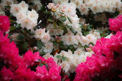 Rhododendrons in Arboretet_6558.jpg