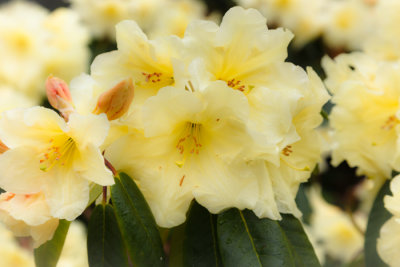 Rhododendrons in Arboretet_6578.jpg