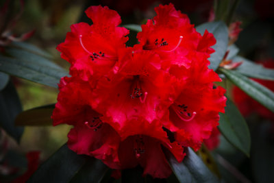 Rhododendrons in Arboretet_6593.jpg