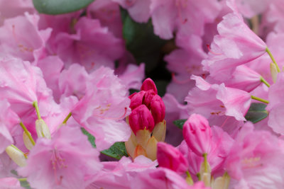 Rhododendrons in Arboretet_6614.jpg