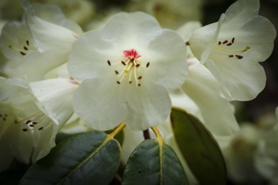 Rhododendrons in Arboretet_6620.jpg