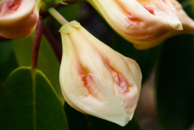 Rhododendrons in Arboretet_6660.jpg