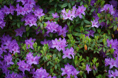 Rhododendrons in Arboretet_6682.jpg