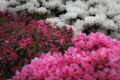 Rhododendrons in Arboretet_6706.jpg