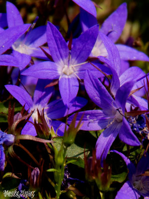 9 - Garden - Purple Stars