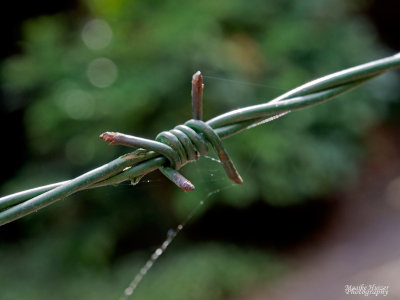 4 - Barbed Wire