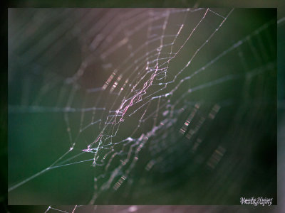 2 - Spider Web