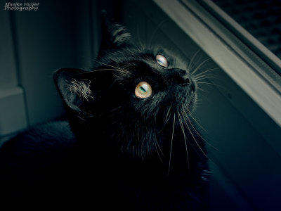 2 - Black Cat