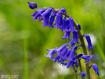 2 - Wild Blue Hyacinth