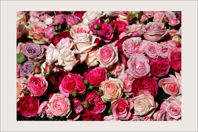 Lart du jardin au Grand Palais</br>Roses de Dior