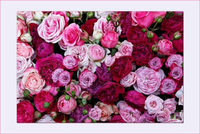 Lart du jardin au Grand Palais</br>Roses de Dior