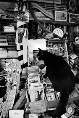 Venise</br>Librairie Acqua Alta</br>Le gato