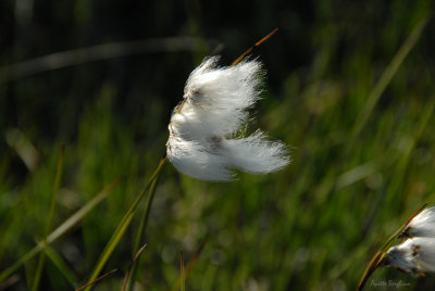 ngsull / Common cottongrass / Eriophorum angustifolium
