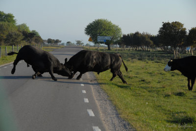 Bullfight!