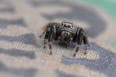 Bandithoppspindel / evarcha arcuata / Jumping spider