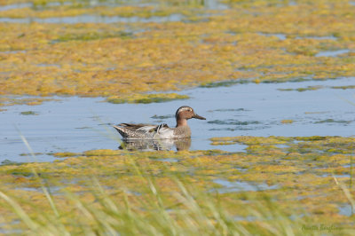 Årta / Anas querquedula / Garganey