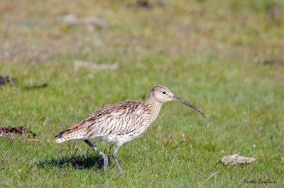 Storspov / Numenius arquata / Eurasian Curlew