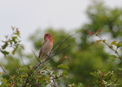 Rosenfink / Carpodacus erythrinus / Common Rosefinch