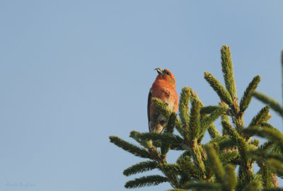 Mindre korsnäbb / Loxia curvirostra / Red Crossbill