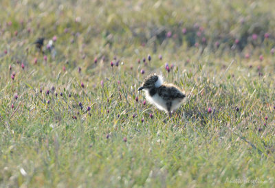 Tofsvipa / Vanellus vanellus / Northern Lapwing