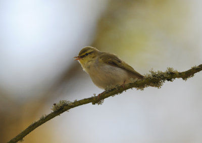 Wood Warbler / Phylloscopus sibilatrix / Grönsångare