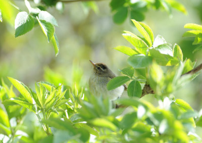 Common Chiffchaff / Phylloscopus collybita / Gransångare
