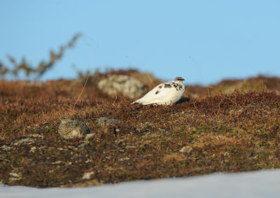Rock Ptarmigan / Lagopus muta / Fjällripa