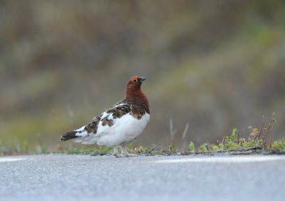 Willow Ptarmigan male / Lagopus lagopus / Dalripa hane