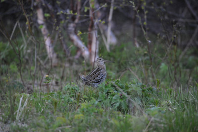 Great Snipe / Gallinago media / Dubbelbeckasin
