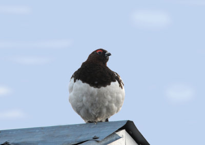 Willow Ptarmigan male / Lagopus lagopus / Dalripa hane