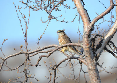 Merlin / Falco columbarius / Stenfalk