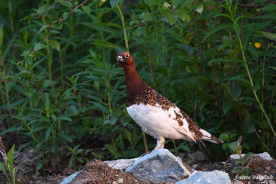 Willow Ptarmigan male / Lagopus lagopus / Dalripa hane