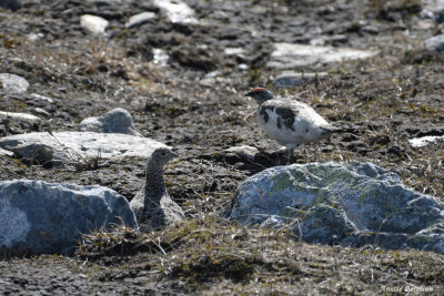 Rock Ptarmigan / Lagopus muta / Fjällripa