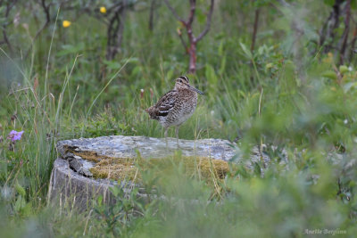 Great Snipe / Gallinago media / Dubbelbeckasin