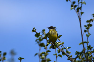 Yellow Wagtail male / Motacilla flava thunbergi / Gulärla hane