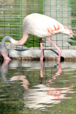 Kharkov Zoo. Birds
