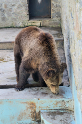 Kharkov Zoo. Bears