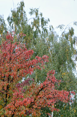 Autumn. Bitsa Park