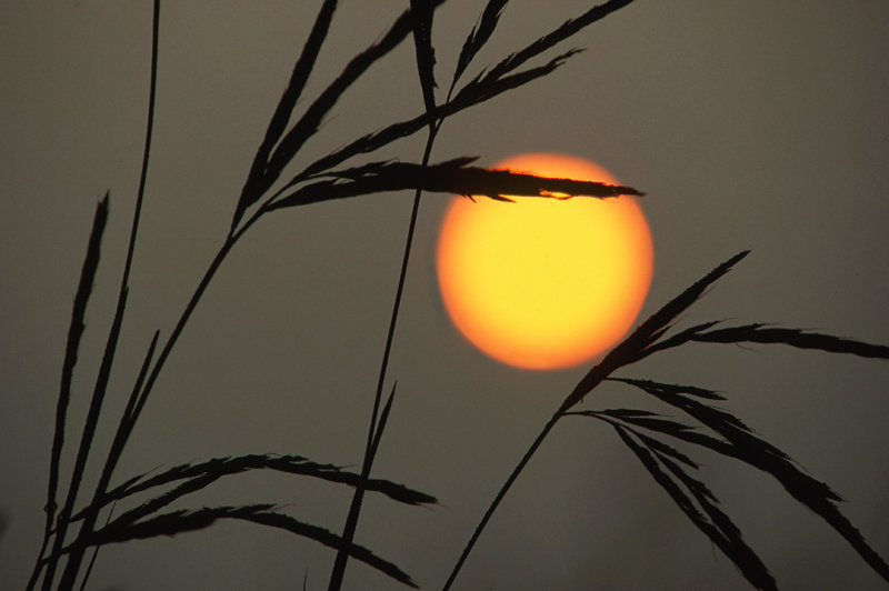 Big bluestem with sun on a  foggy morning, Somme Prairie Grove, IL