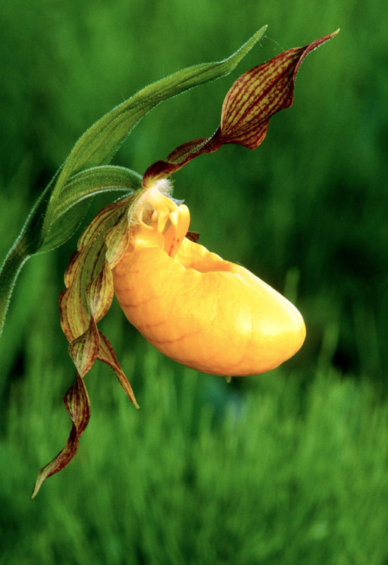 Yellow Ladys-slipper, Ridges Sanctuary, Door County, WI