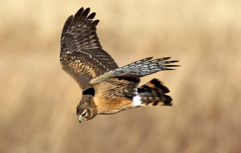 Northern Harrier Hawk hunting, Bosque del Apache National Wildlife Refuge, NM
